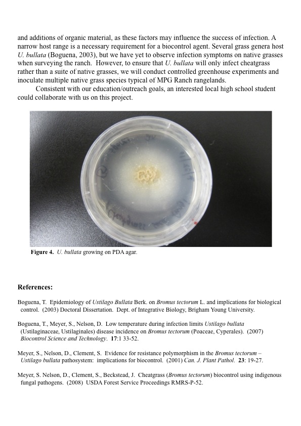 Ustilago bullata in the lab